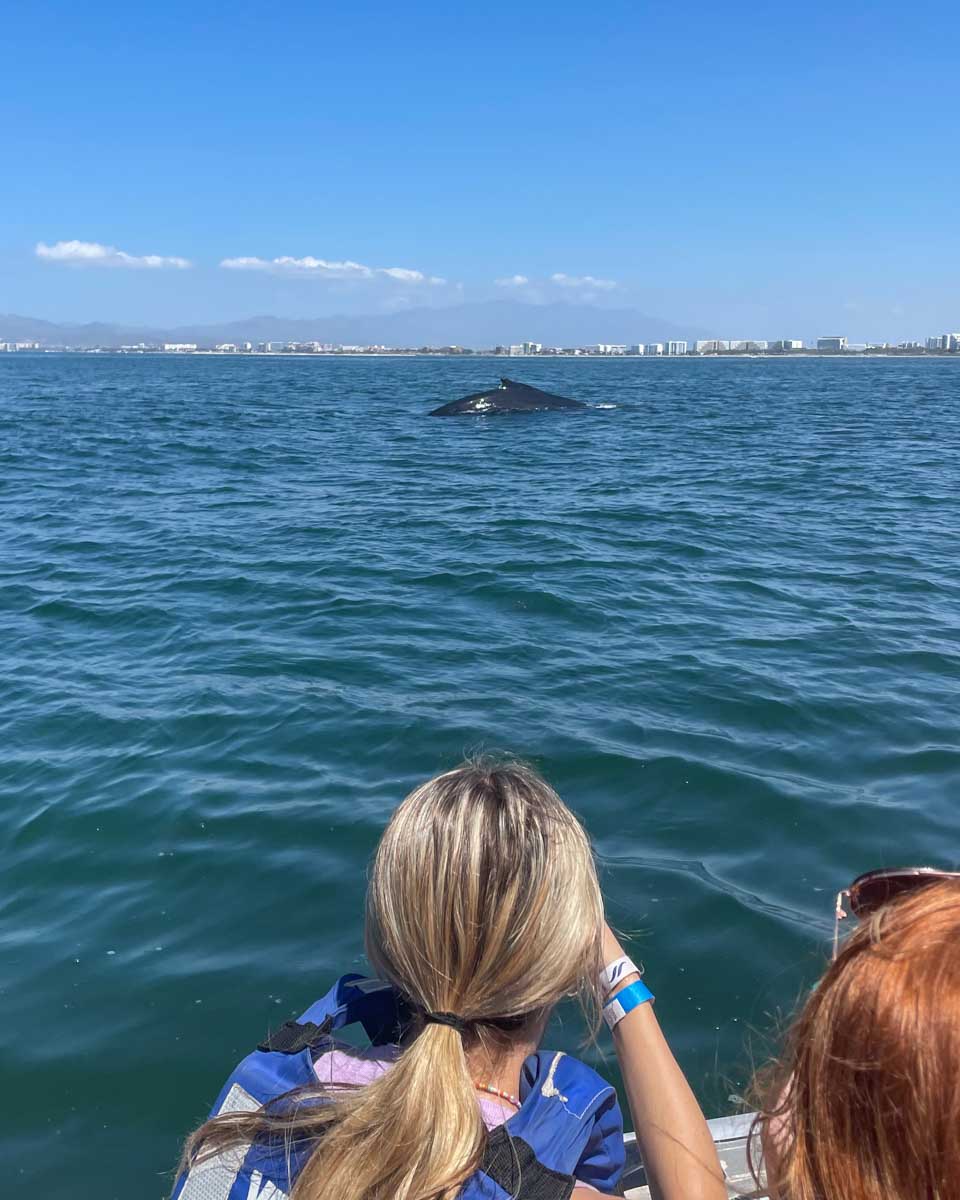 Tourists look from a boat at a whale in the Bay of Banderas in Puerto Vallarta, Mexico on a tour