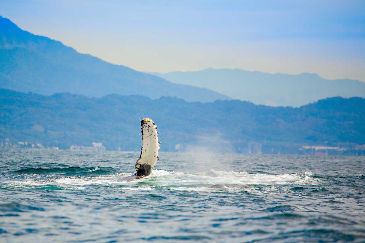 Whale fin in the Bay of Banderas in Puerto Vallarta, Mexico