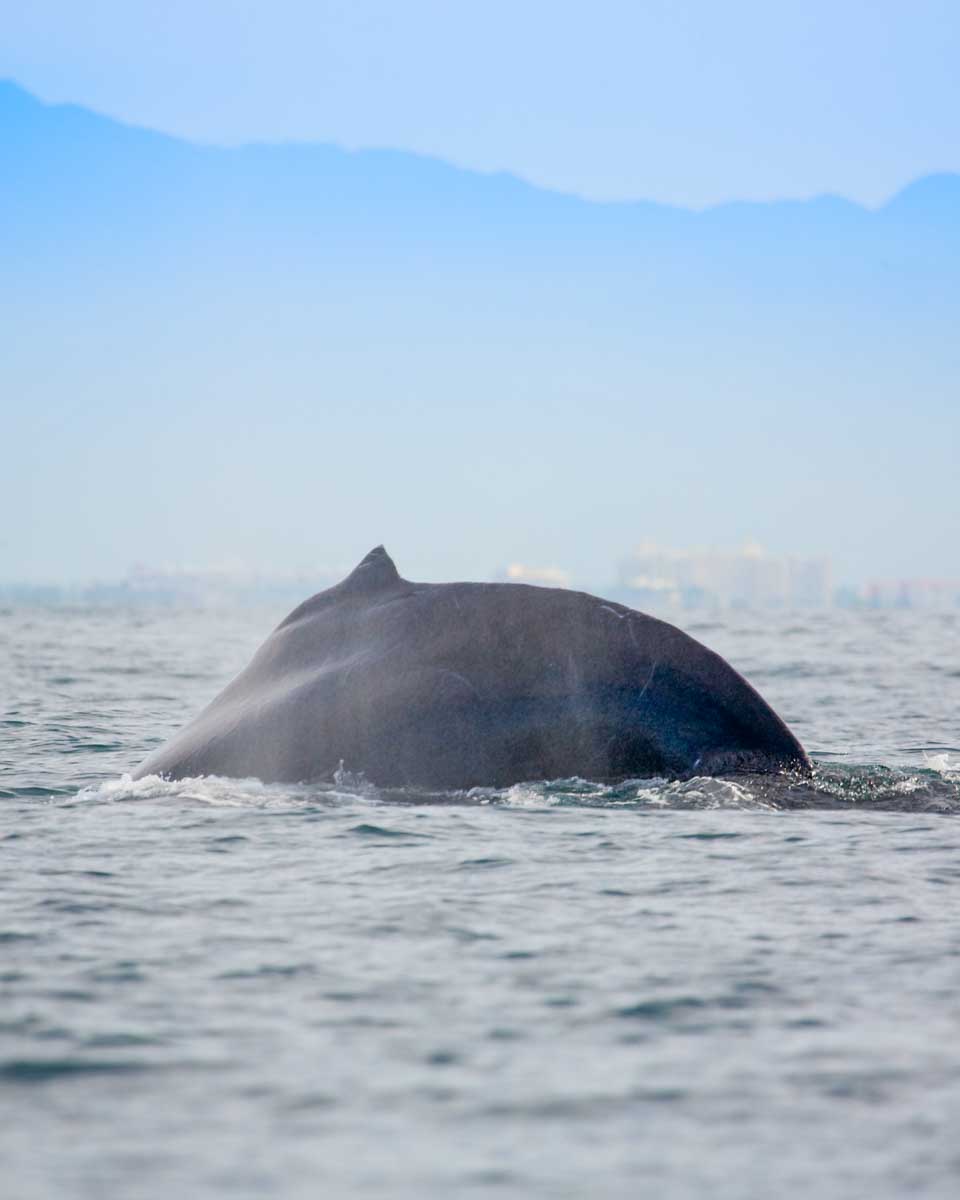 Whale swims through the Bay of Banderas, Mexico