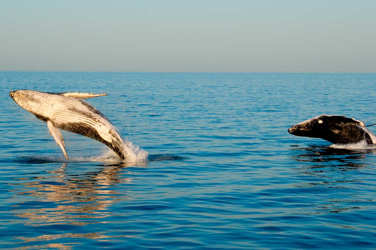Whales swim in Exmouth, WA