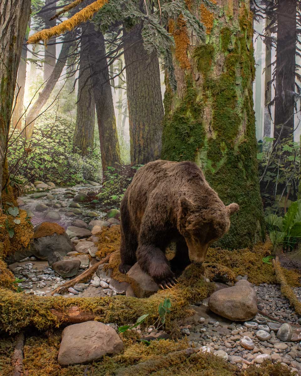 bear display at the Royal BC Museum