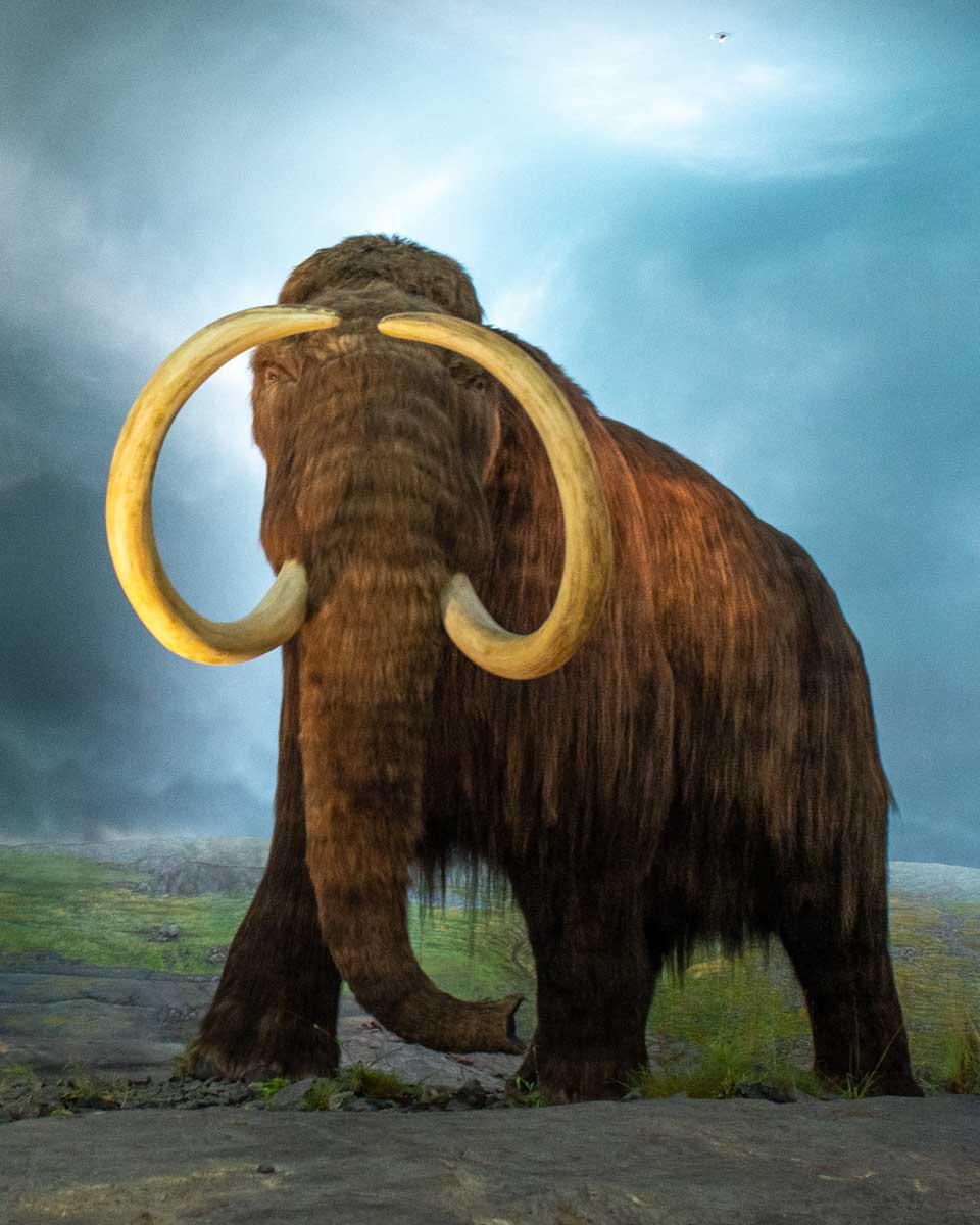mammoth at the Royal BC Museum in Victoria BC