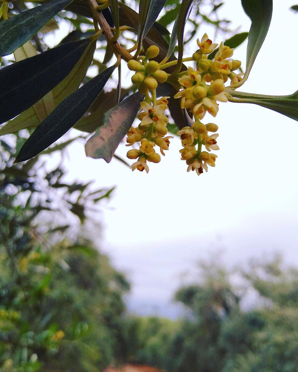 flower of olive tree in Mendoza, Argentina