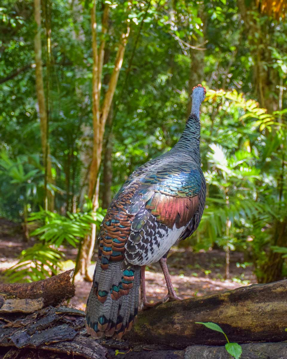 A Guatemalan Peacock in Tikal