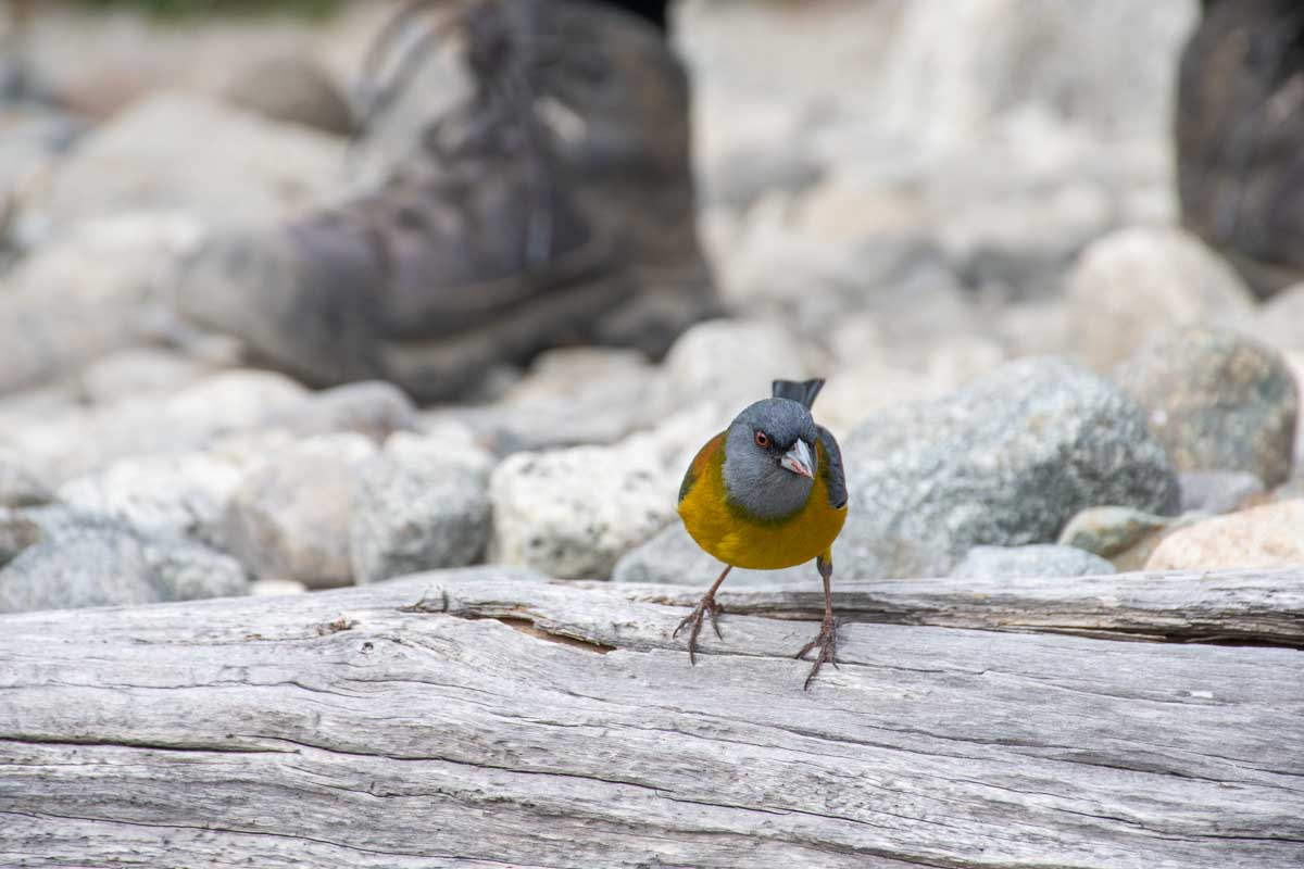 A bird on the trail to Mount Fitz Roy Laguna de los Tres