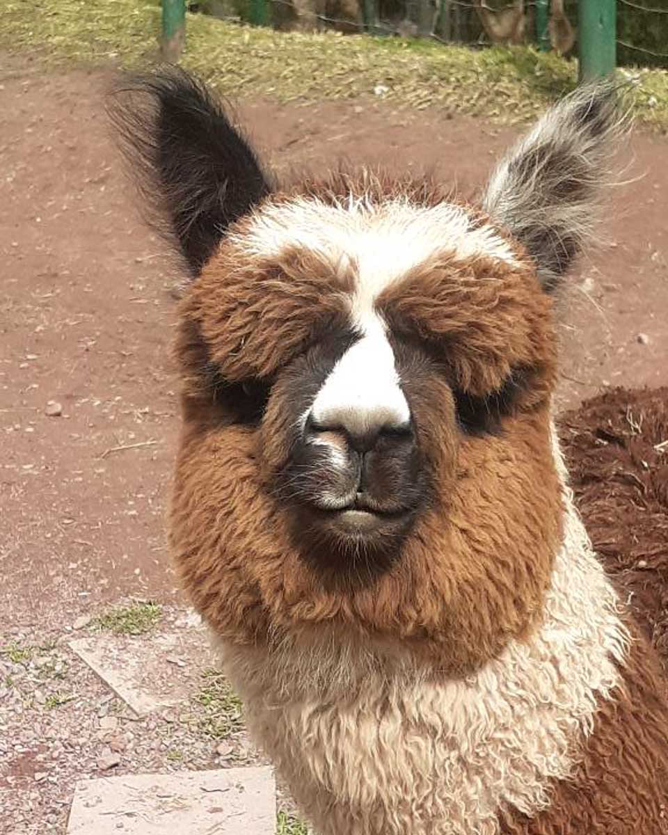 A llama at Cochahuasi Animal Sanctuary