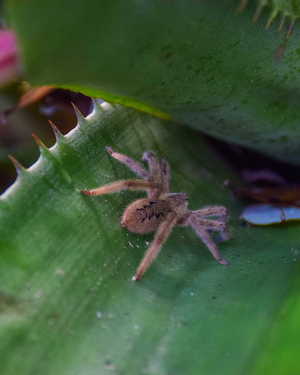 A spider on a plant in Tikal