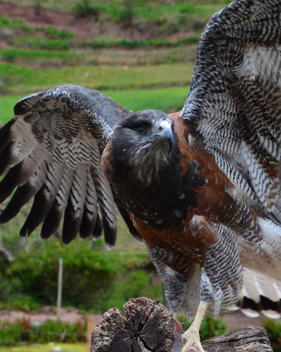 An eagle at Cochahuasi Animal Sanctuary