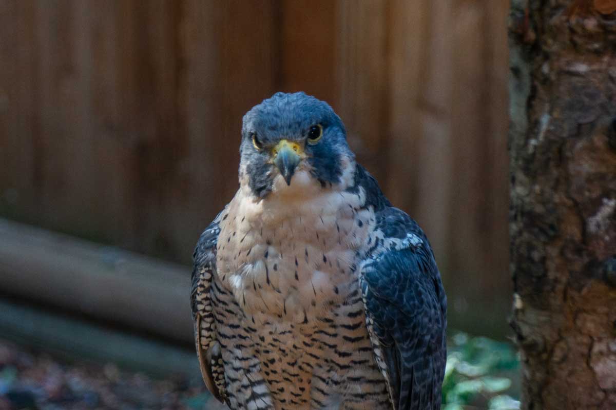 An eagle at the North Island Wildlife Recovery Centre, Vancouver Island