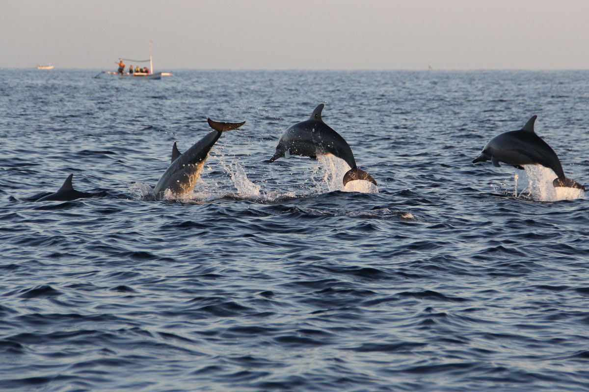 dolphin watching at Port Stephens in Sydney Australia