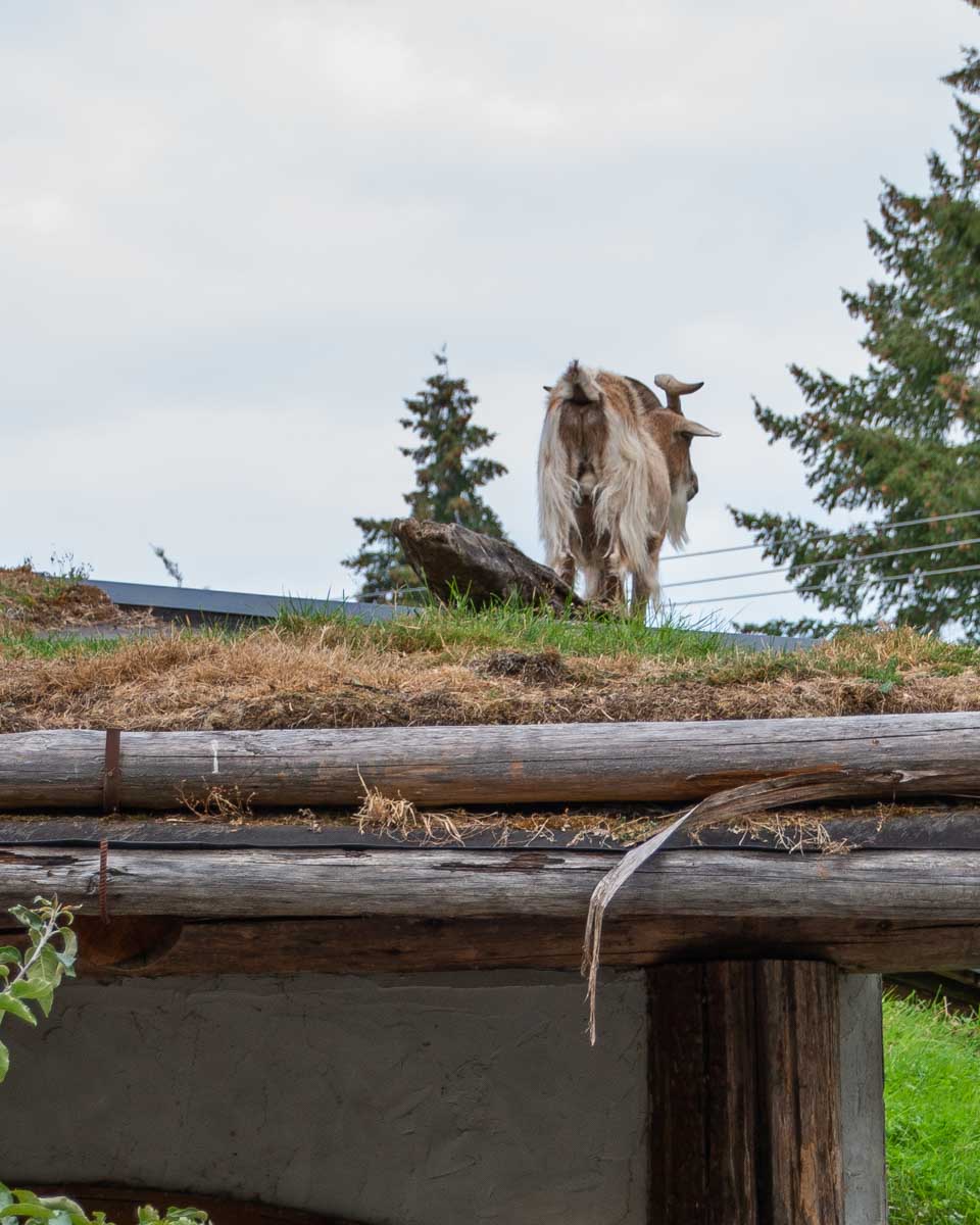 Goats on the Roof Farm in Coombs, Vancouver Island