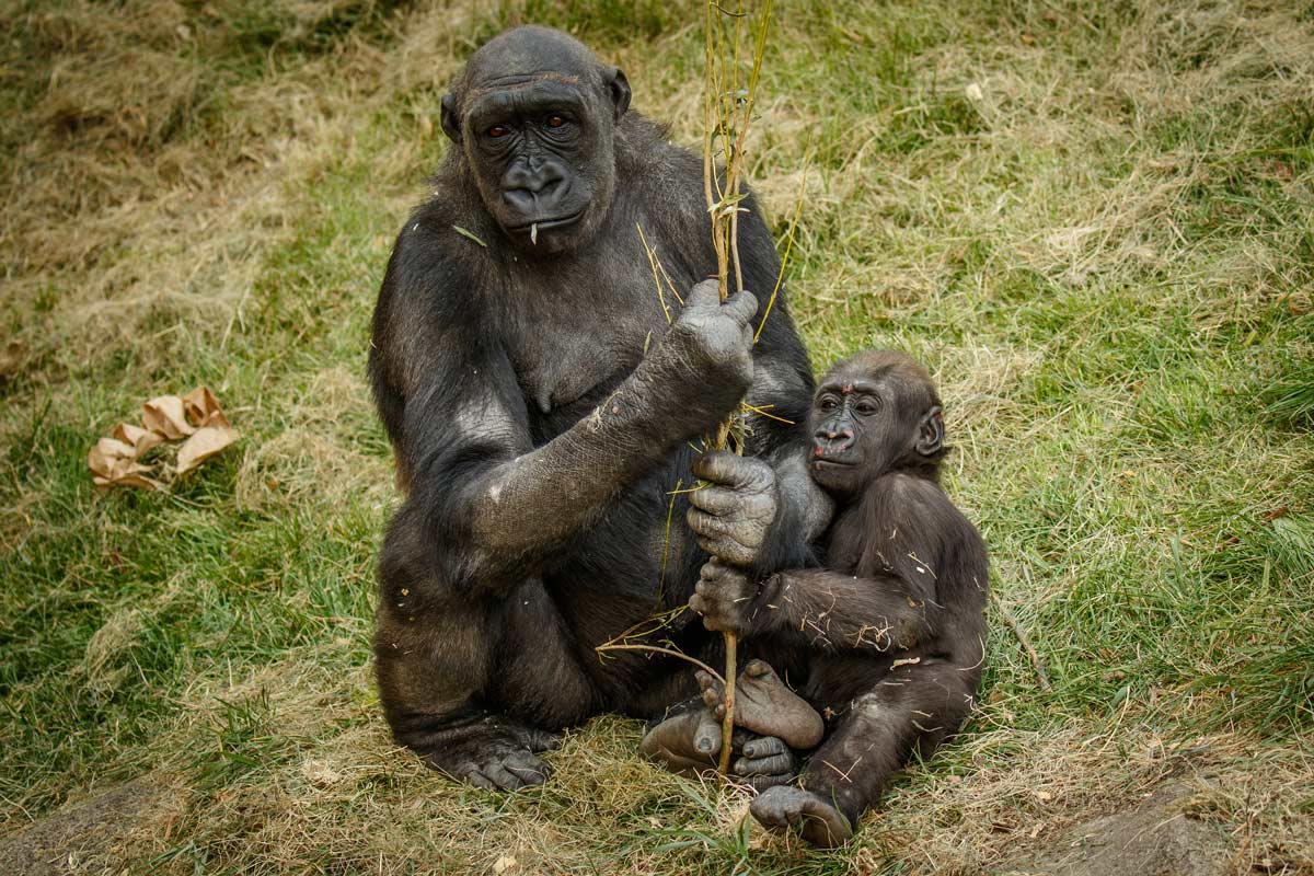 A chimpanzee at the Calgary Zoo