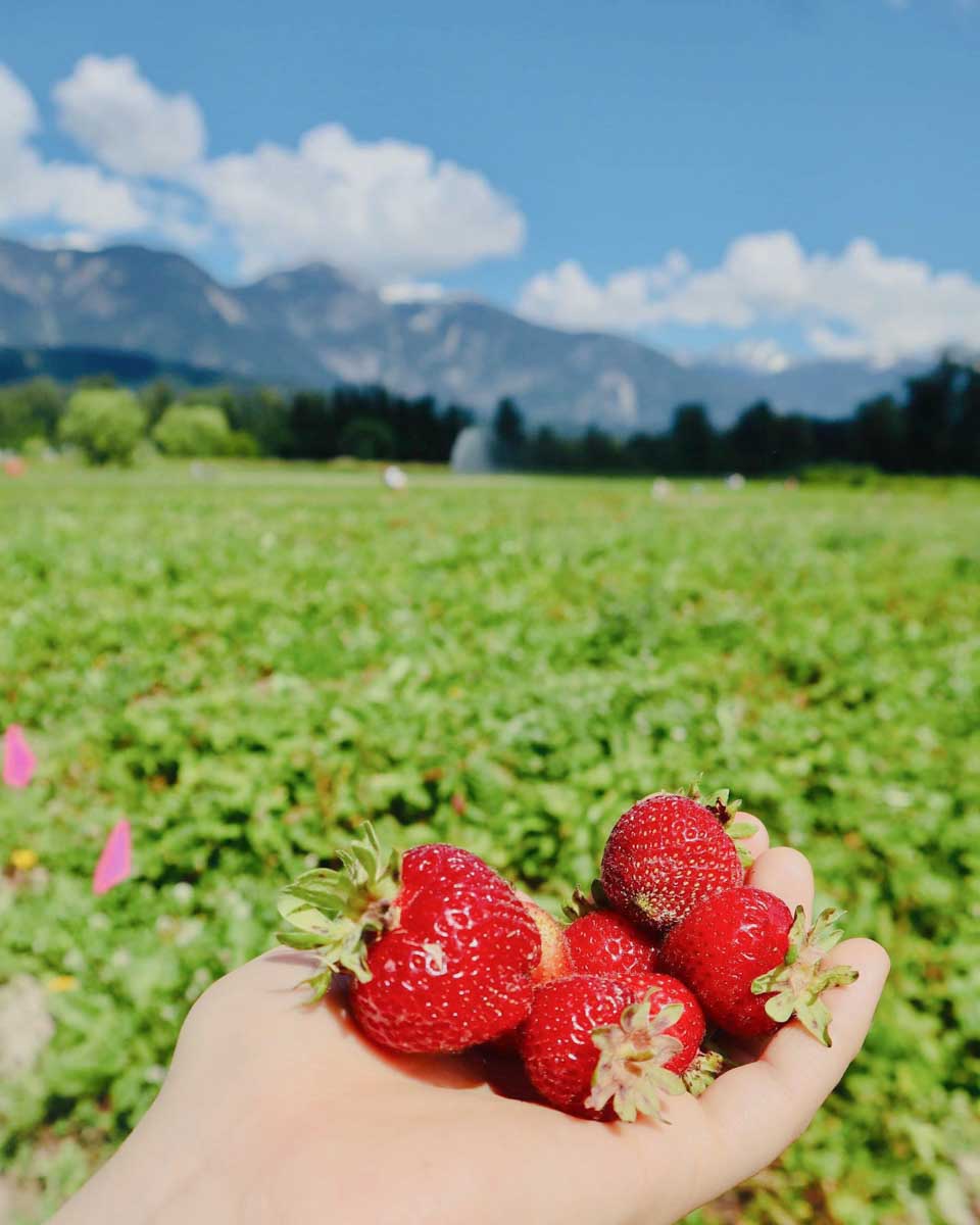 North Arm Farm strawberries Pemberton
