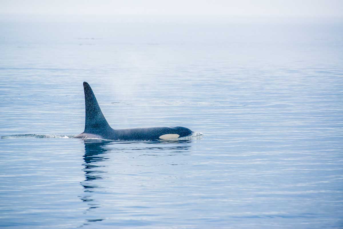 An Orca off the coast of Vancouver Island