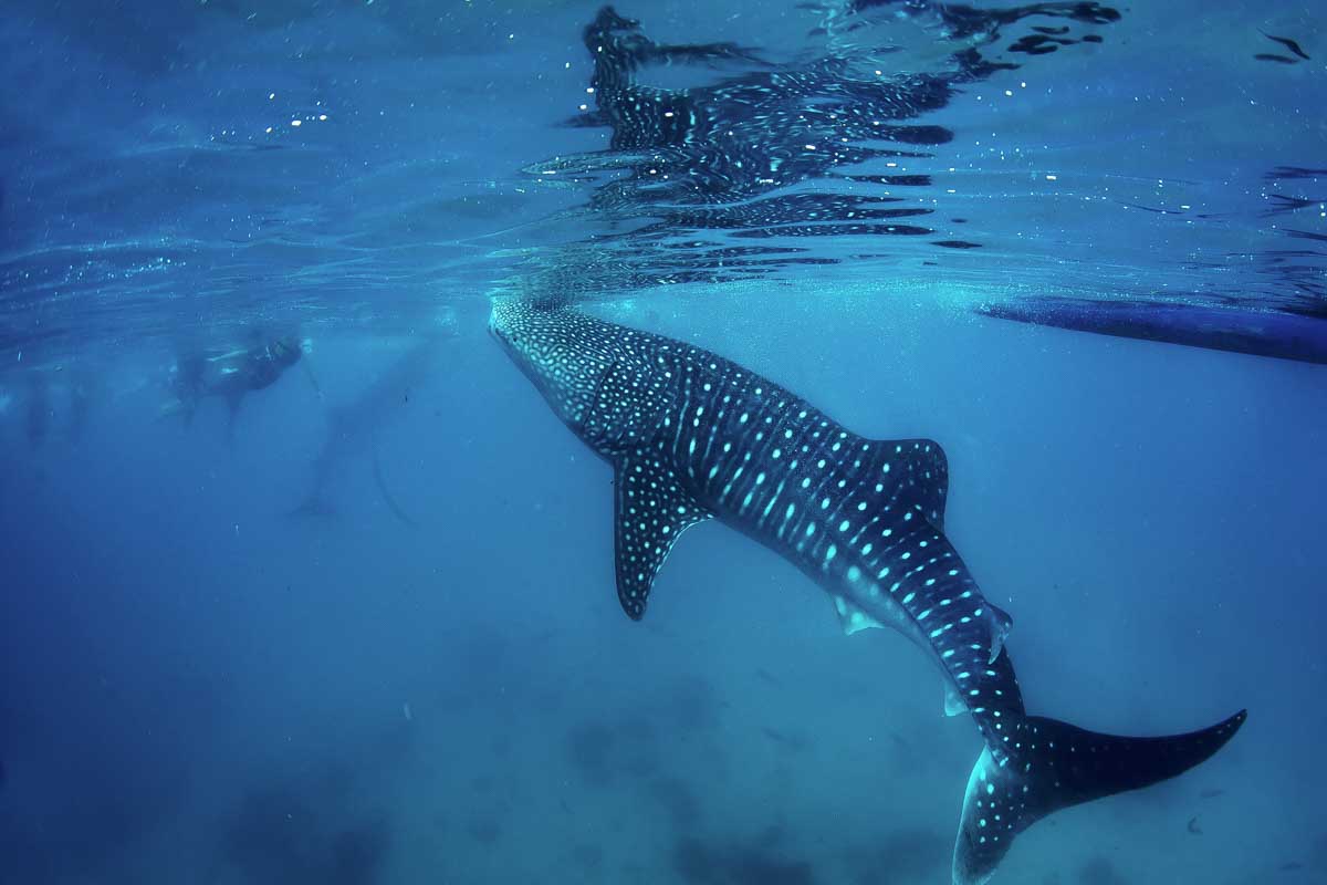 Whale shark swims near a group of people snorkeling in Exmouth