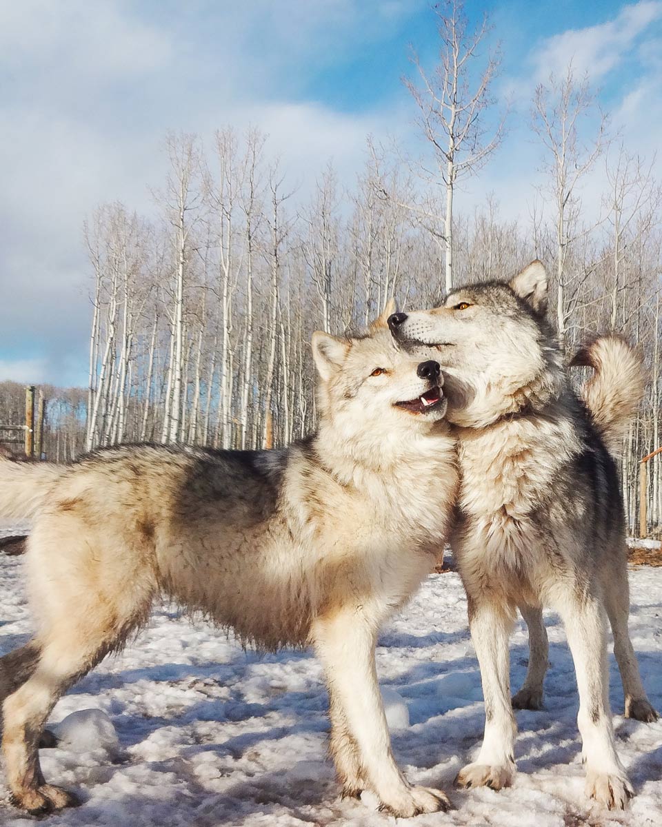 dogs playing at Yamnuska Wolfdog Sanctuary in Calgary, Alberta, Canada