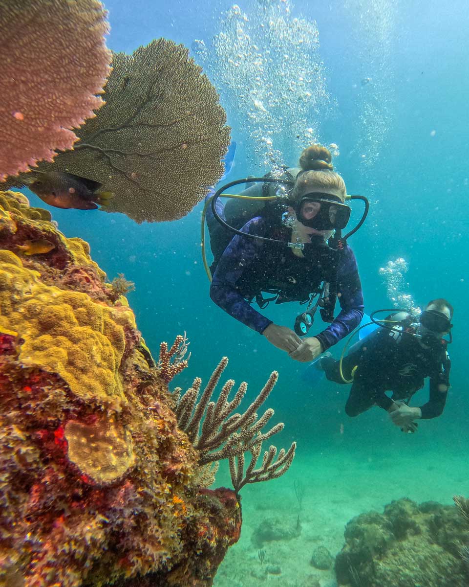 bailey dives next to coral in the ocean in Puerto Vallarta