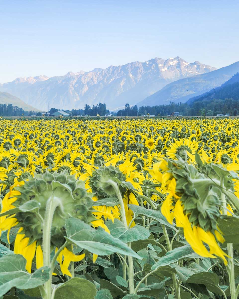 sunflower maze at Laughing Crow Organics in Pemberton, BC