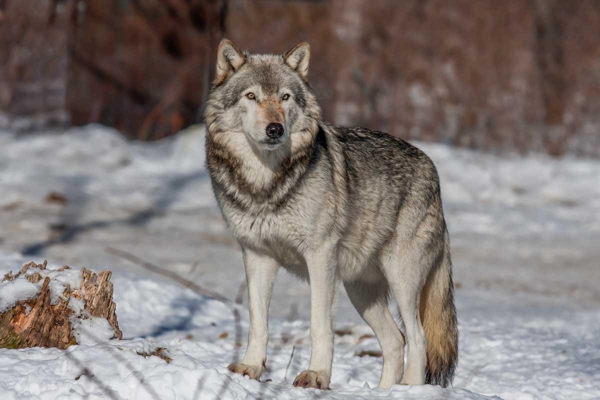 A Grey Wolf in Banff National Park, Canada