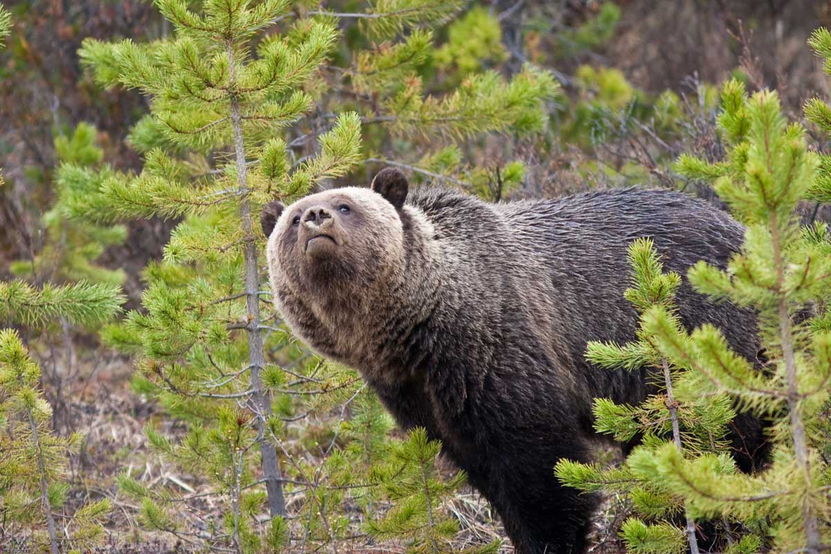 A Grizzly Bear in Banff National Park