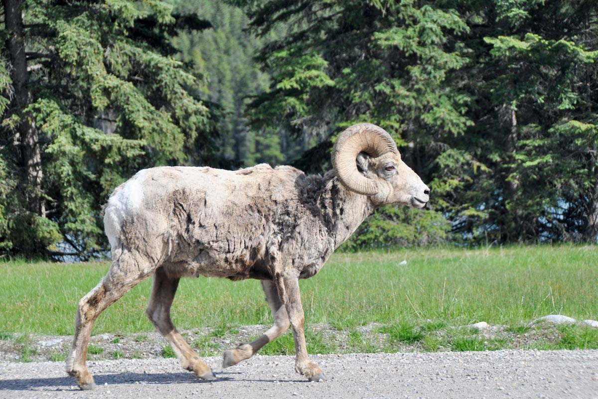 Bighorn Sheep in Banff National Park, Canada