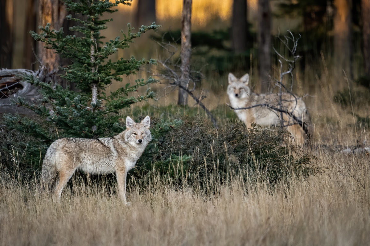 Coyote in Alberta