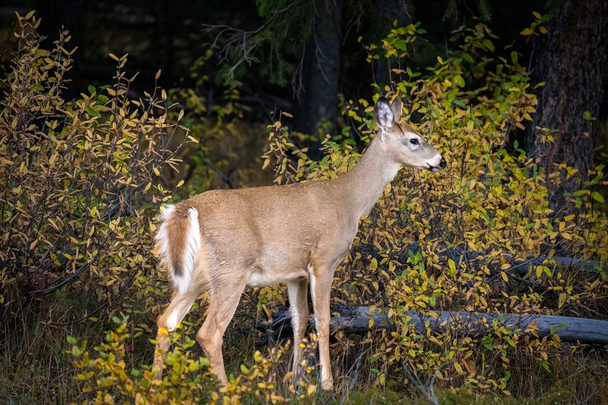 White Tail Deer in Banff