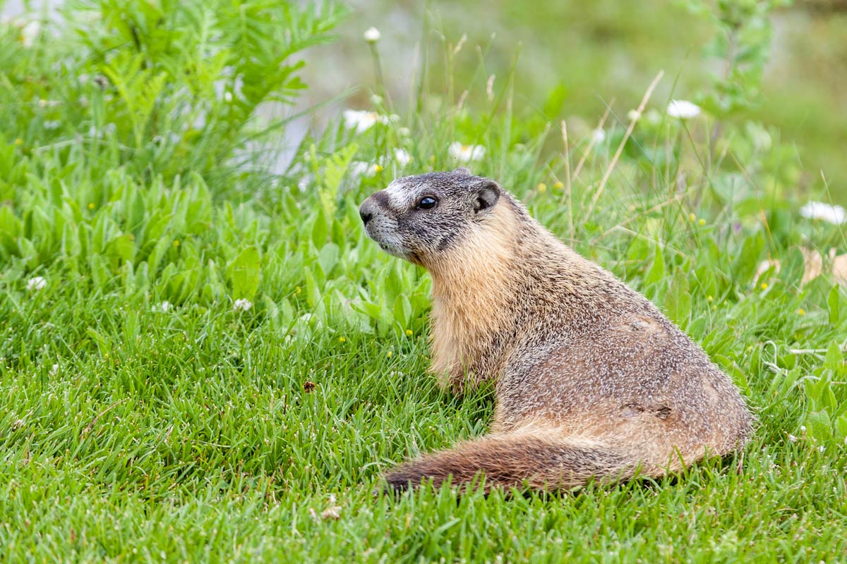 Hoary Marmot in Alberta, Canada