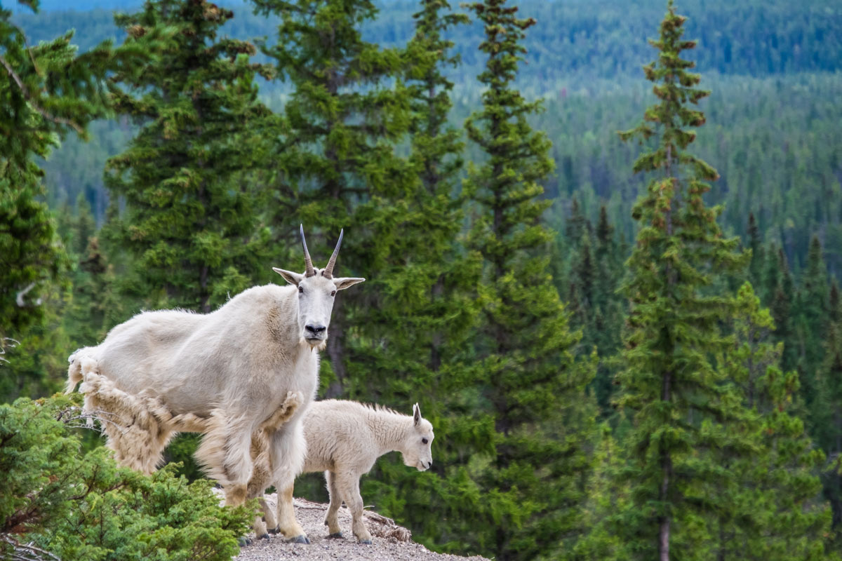 Mountain Goat in Canada