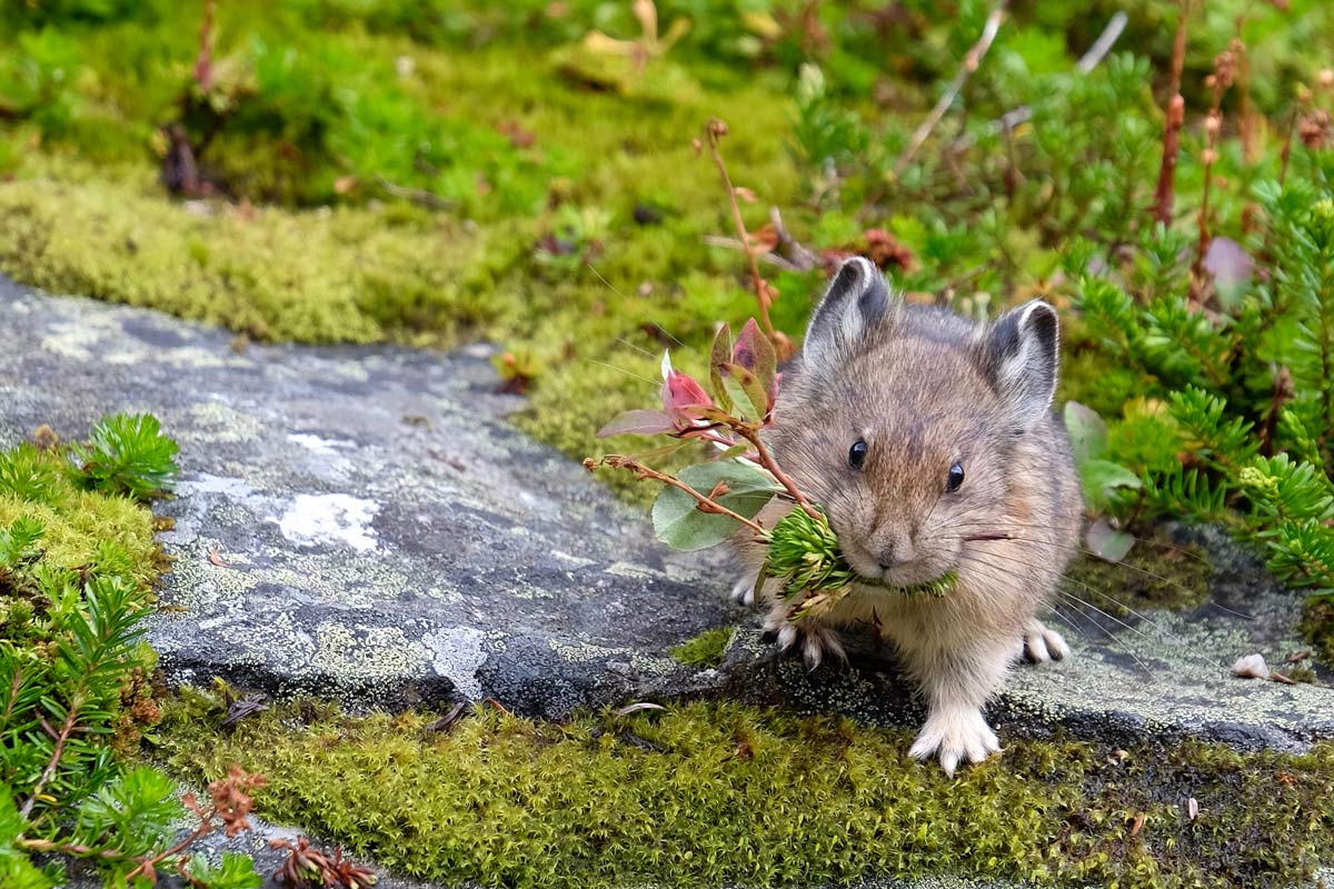 Pika gathering leaves
