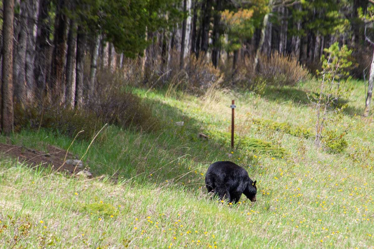 A bear looks for food in Bow Valley Provincial Park, Canada