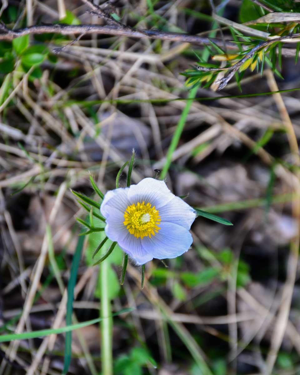 A flower in Bow Valley Provincial Park, Alberta