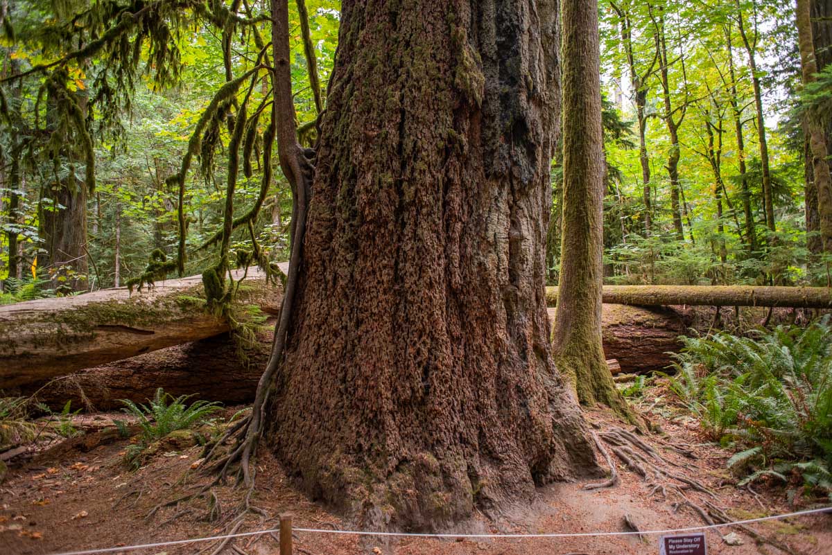 A large tree trunk in Cathedral Grove on Vancouver Island, Canada
