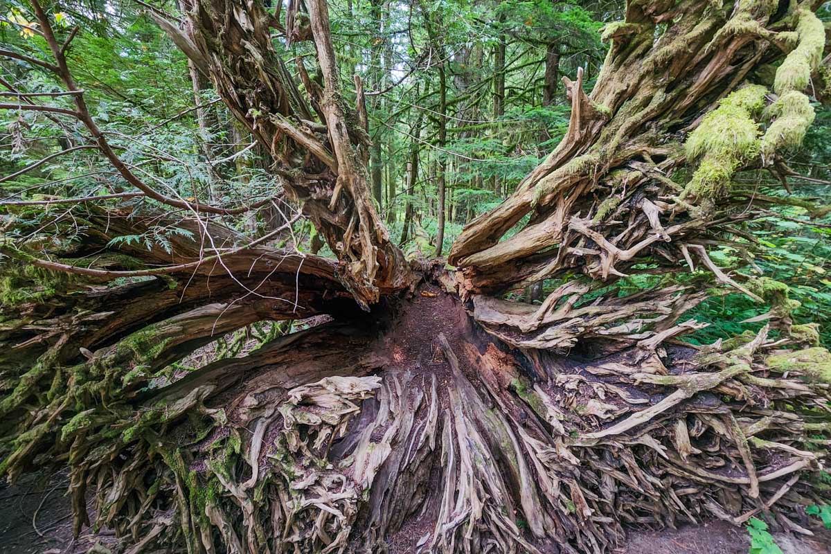A large tree with long roots fallen over at Cathedral Grove, Vancouver Island, Canada