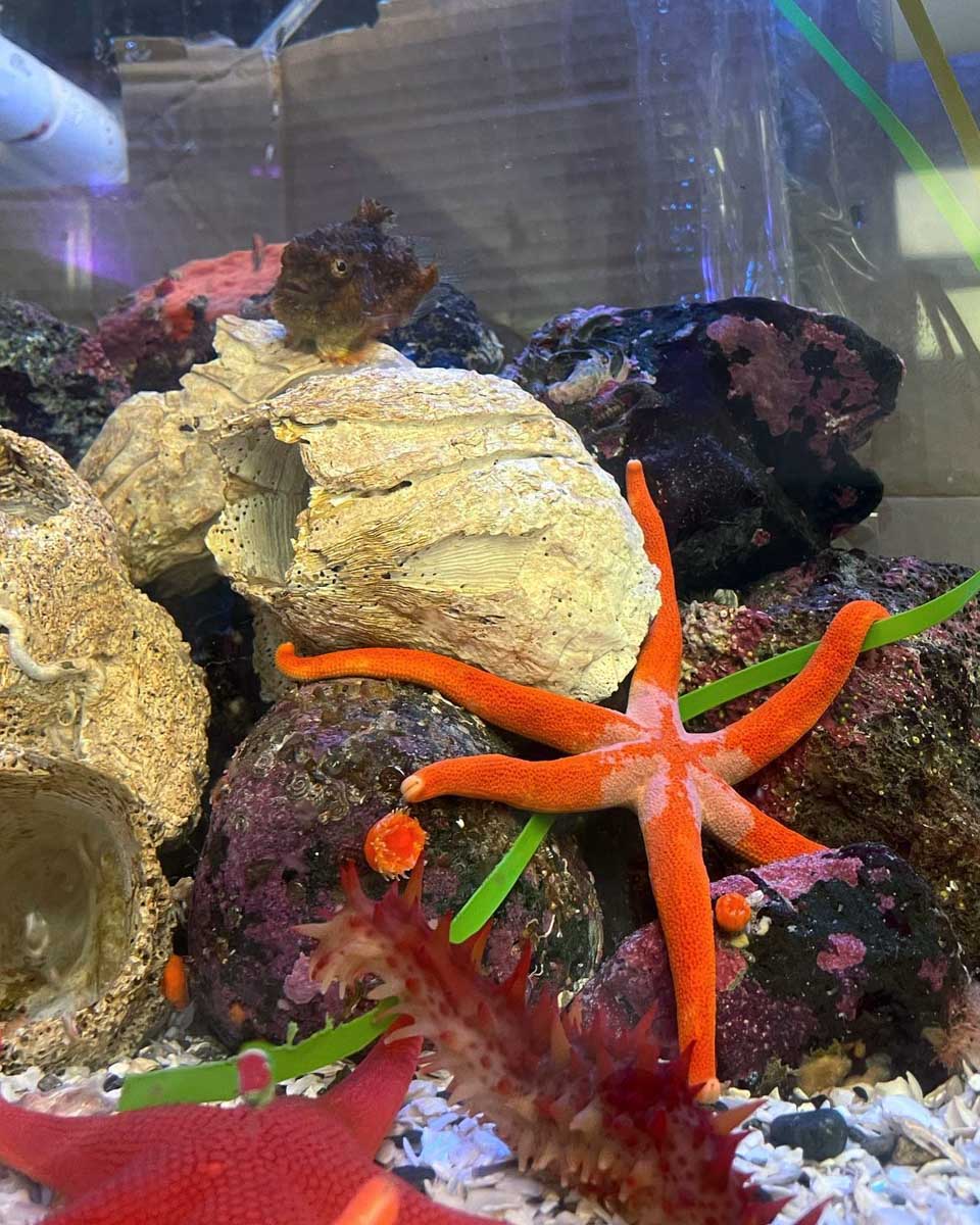 A starfish at Discovery Passage Aquarium