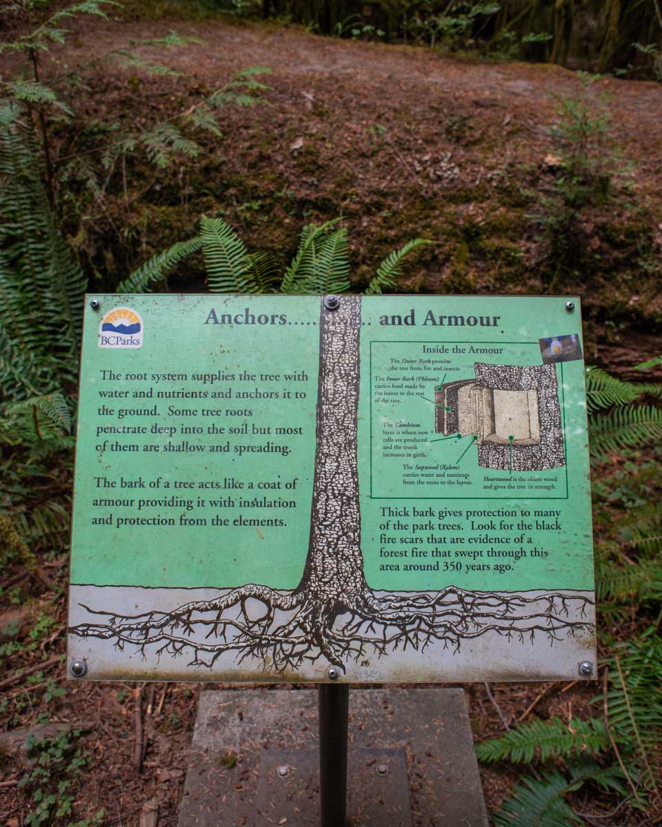 An information board on the trails around Cathedral Grove