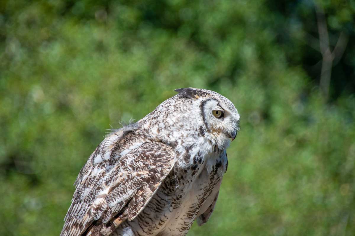 An owl at the bird show on Grouse Mountain