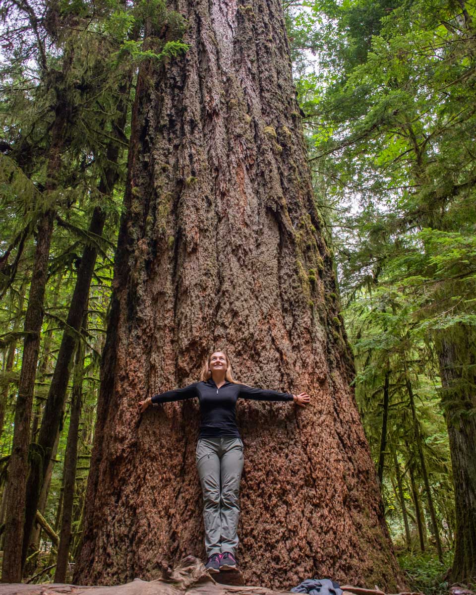 Bailey with the largest tree in Cathedral Grove, Canada