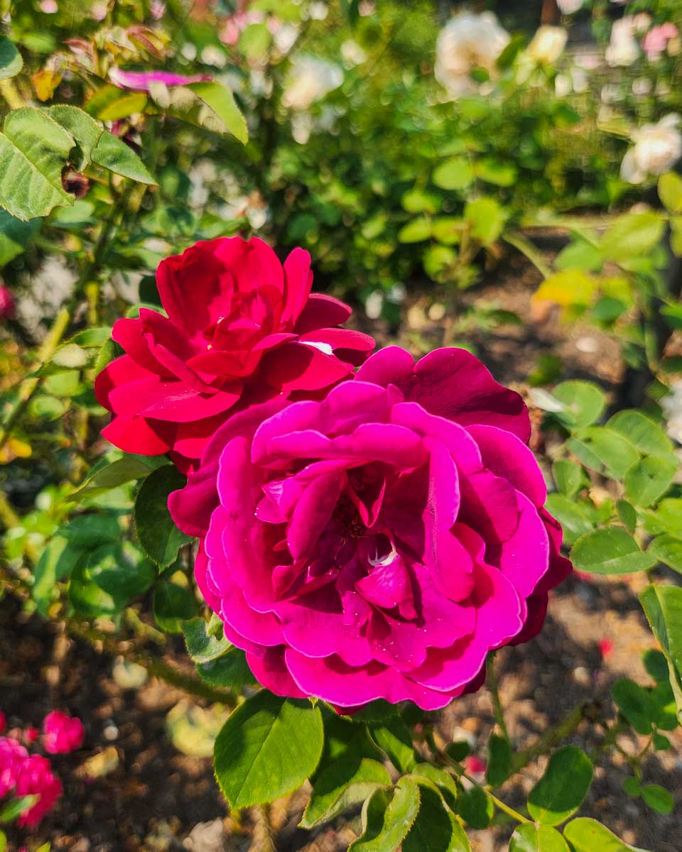 Beautiful pink rose at The Butchart Gardens on Vancouver Island, BC