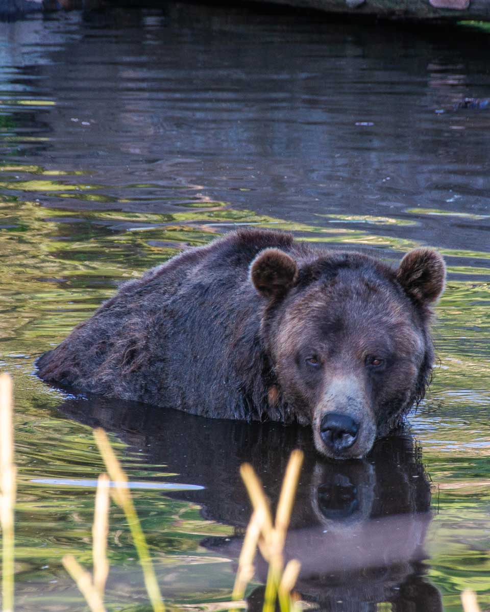 Coola the bear swims at Grouse Mountain, Vancouver in his enclosure