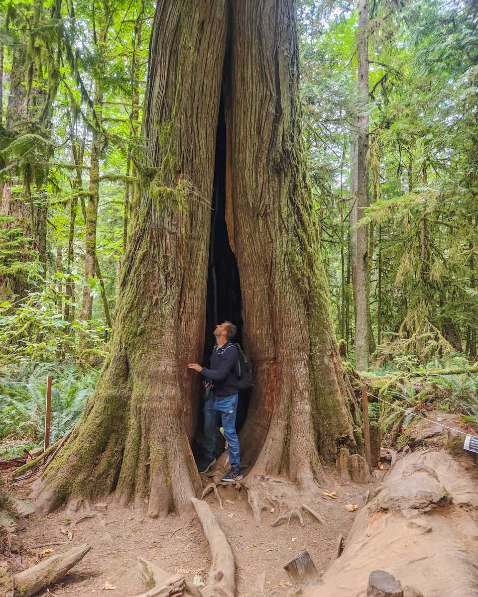 Daniel stands in the trunk of a tree at Cathedral Grove, Vancouver Island