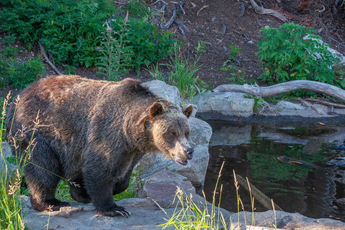 Grinder the bear at the top of Grouse Mountain, Vancouver