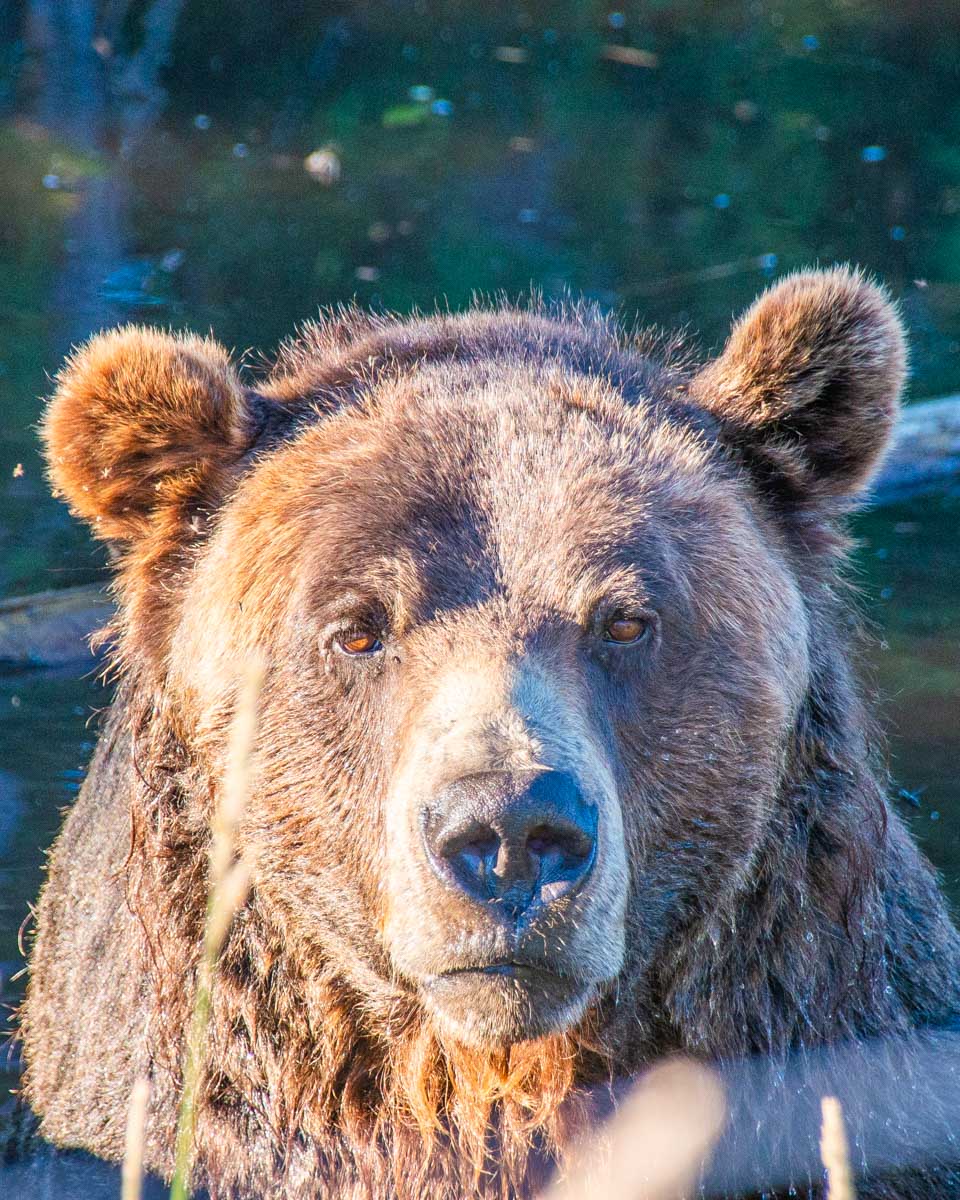 Grinder the bear swims in his enclosure at Grouse Mountain, Vancouver