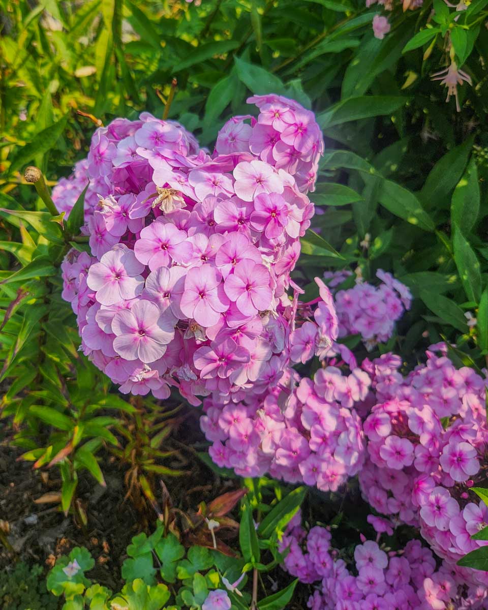 Purple flowers at The Butchart Gardens in Victoria, BC
