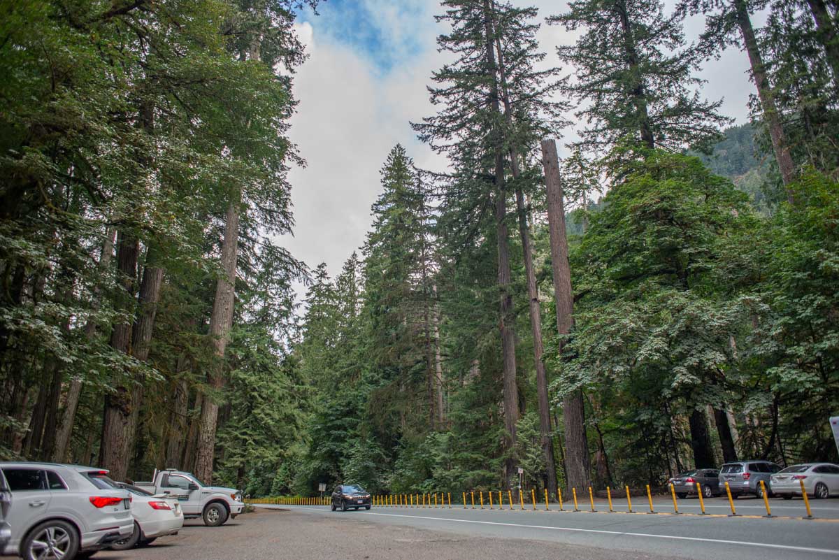 The road and parking lot through Cathedral Grove, Vancouver Island