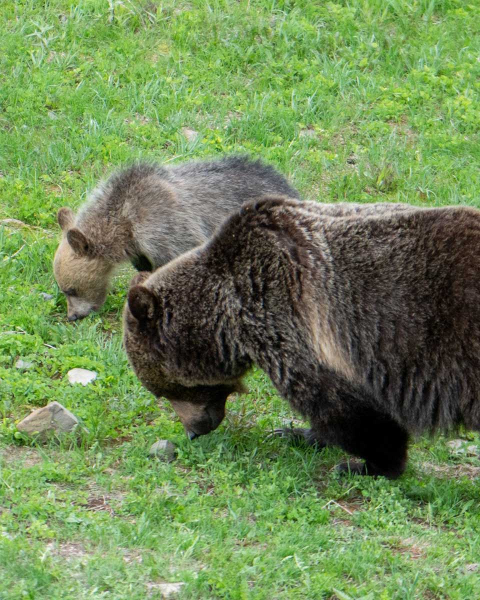Two Bears below the Lake Louise Gondola
