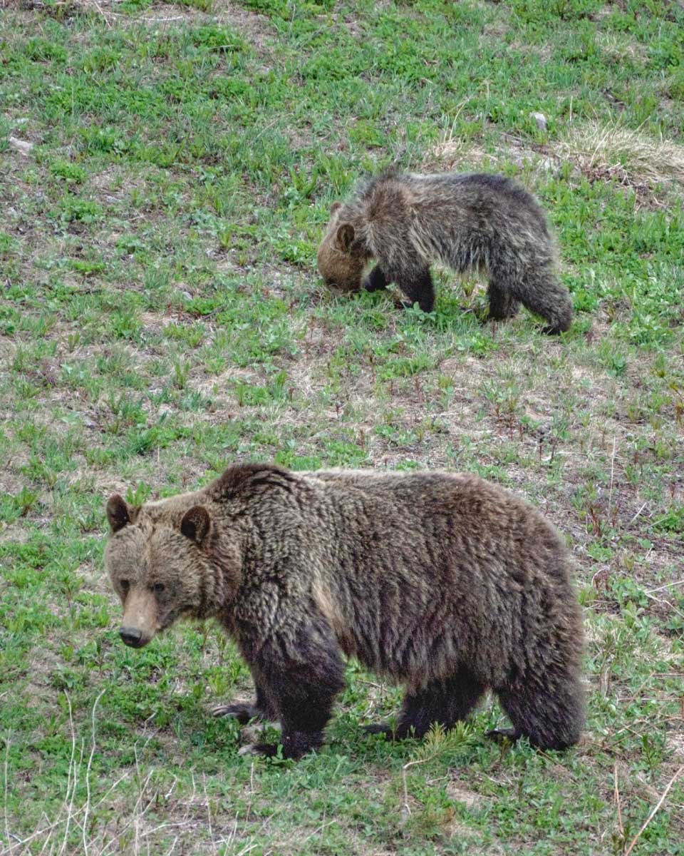 Two Bears below the Lake Louise Sightseeing Gondola