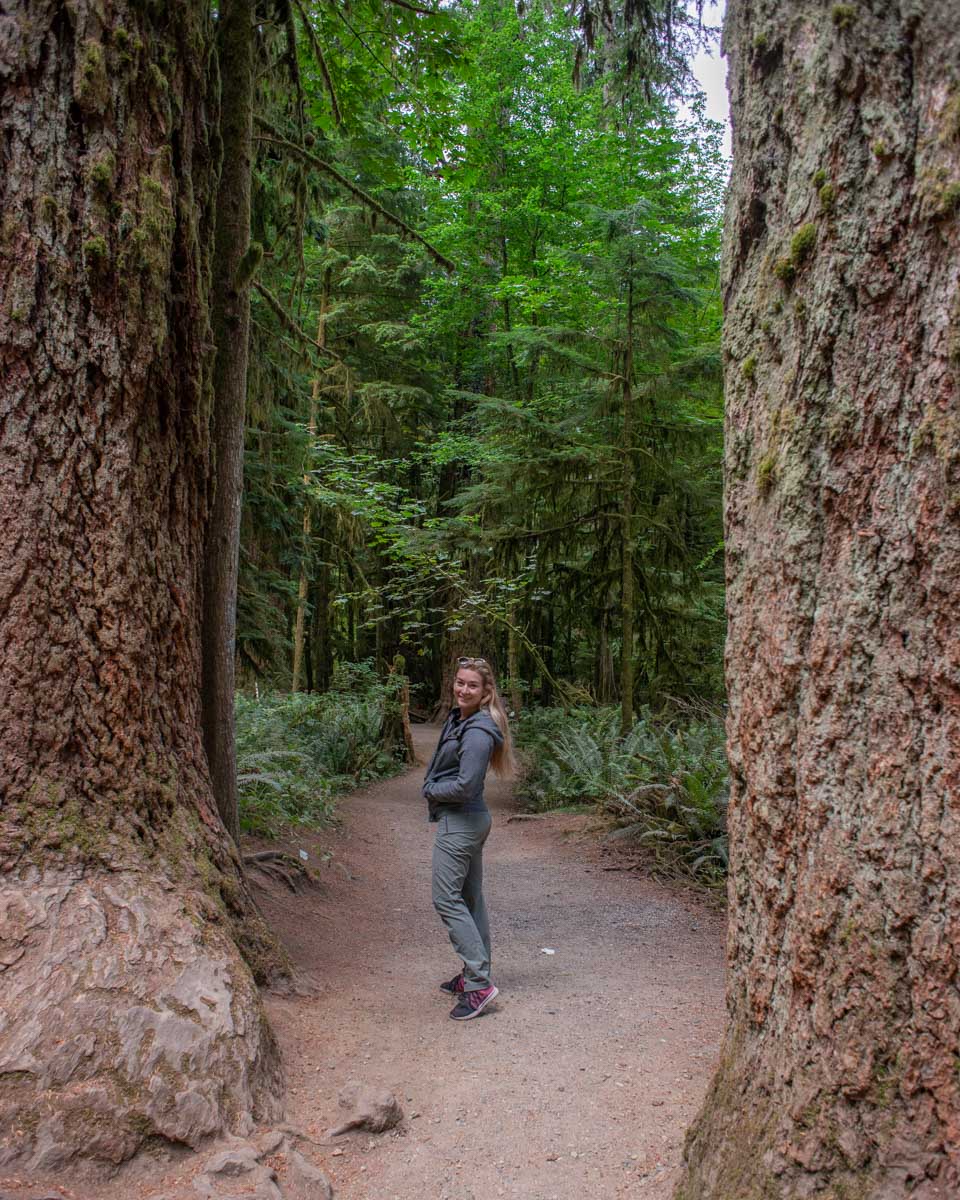 Bailey poses in between two large trees in Cathedral Grove