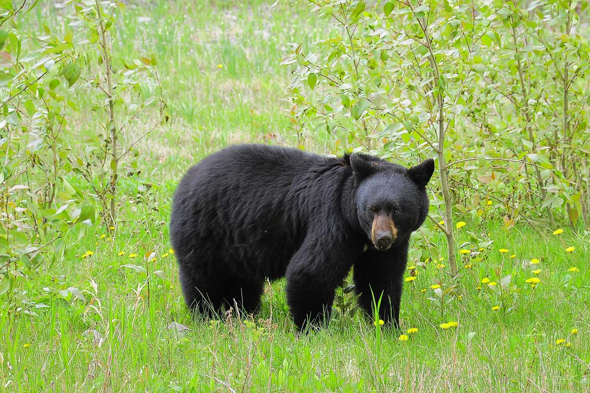 bear in Mount Robson Provincial Park, Canada