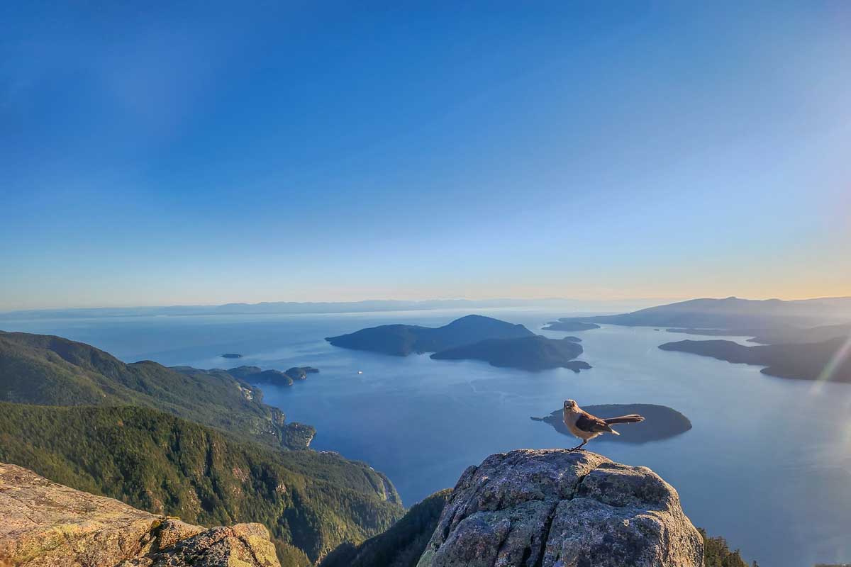 A bird at the top of St Marks in Vancouver, Canada at sunset